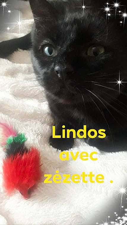 Lindos participe au concours pour gagner de l'argent avec cette photo : art, black_cat, carnivore, cat, close_up, event, fashion_accessory, feather, felidae, font, fur, happy, linens, magenta, petal, photo_caption, small_to_medium_sized_cats, snout, tail, whiskers