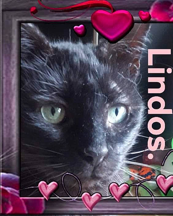 Lindos a rejoint le concours — aidez-le/la à gagner de superbes lots ! art, carnivore, cat, domestic_short_haired_cat, event, felidae, font, fur, illustration, magenta, painting, photo_caption, pink, publication, red, small_to_medium_sized_cats, snout, tail, visual_arts, whiskers