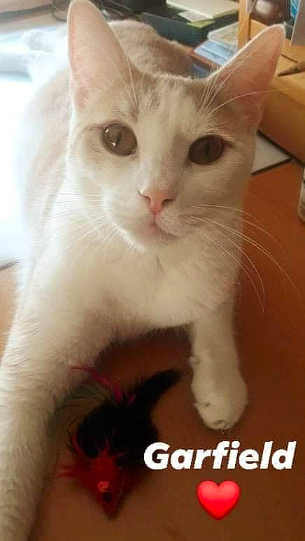 Garfield participe au concours pour gagner de l'argent avec cette photo : carnivore, cat, cat_supply, claw, domestic_short_haired_cat, eye, eyelash, fawn, felidae, fur, iris, paw, pet_supply, photo_caption, small_to_medium_sized_cats, snout, tail, whiskers, window