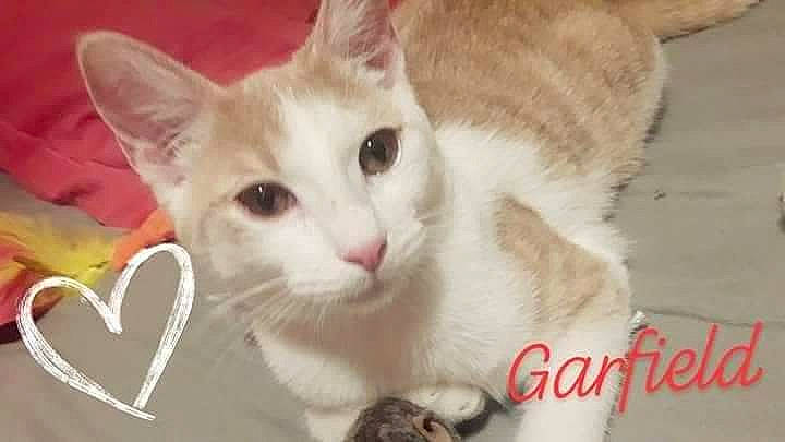 Garfield a rejoint le concours — aidez-le/la à gagner de superbes lots ! carnivore, cat, cat_furniture, cat_supply, claw, collar, domestic_short_haired_cat, fawn, felidae, fur, paw, photo_caption, small_to_medium_sized_cats, snout, tail, whiskers, window