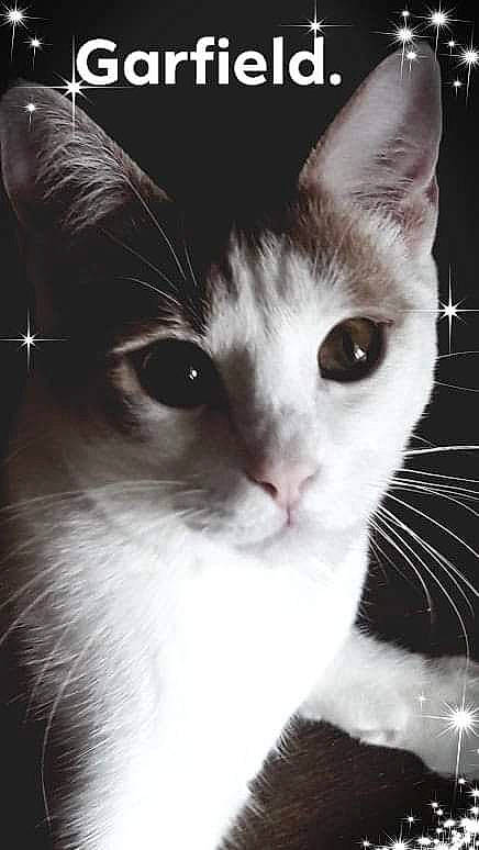 Garfield participe au concours pour gagner de l'argent avec cette photo : carnivore, cat, darkness, domestic_short_haired_cat, felidae, font, fur, iris, monochrome, monochrome_photography, paw, photo_caption, photography, publication, small_to_medium_sized_cats, snout, whiskers, window