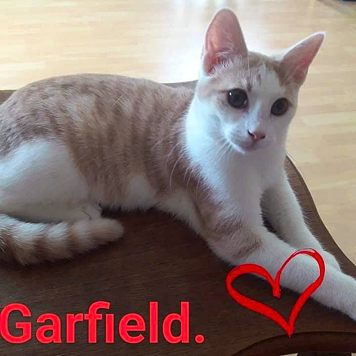 Garfield