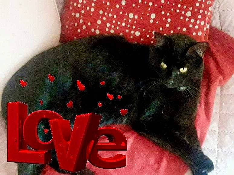 Ramsès participe au concours pour gagner de l'argent avec cette photo : black_cat, bombay, carmine, carnivore, cat, cat_supply, claw, comfort, domestic_short_haired_cat, felidae, font, fur, grey, linens, pattern, paw, small_to_medium_sized_cats, snout, tail, whiskers