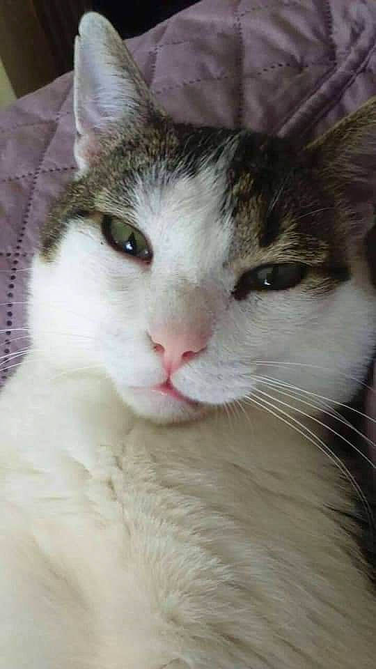 Barnabé participe au concours pour gagner de l'argent avec cette photo : carnivore, cat, comfort, domestic_short_haired_cat, eye, felidae, fur, hair, head, iris, plant, small_to_medium_sized_cats, snout, tree, whiskers, window