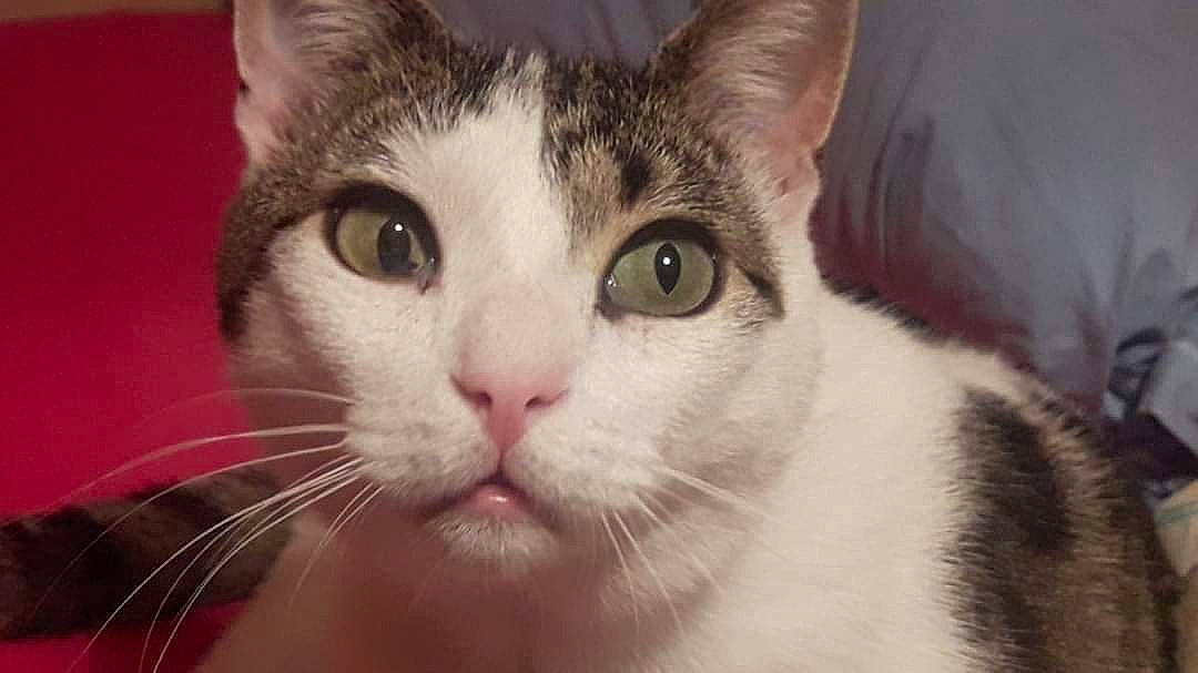 Barnabé participe au concours pour gagner de l'argent avec cette photo : carnivore, cat, close_up, domestic_short_haired_cat, felidae, fur, small_to_medium_sized_cats, snout, whiskers, window