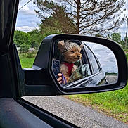 Remington joined the competition — help win amazing prizes! canine, car, clouds, dog, fur, greenery, hand, leash, nature, outdoor, pet, phone, reflection, road, side_mirror, sky, small_dog, travel, tree, window