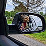 canine, car, clouds, dog, fur, greenery, hand, leash, nature, outdoor, pet, phone, reflection, road, side_mirror, sky, small_dog, travel, tree, window