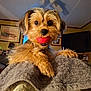 dog, pet, ball, toy, blanket, indoor, living_room, ceiling_fan, fur, cute, animal, playful, face, eyes, paw, cozy, home, portrait, small_dog, furniture
