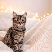 Gribouille a rejoint le concours — aidez-le/la à gagner de superbes lots ! animal, blanket, cat, cozy, curious, cute, domestic_animal, fairy_lights, feline, fluffy, furry, indoors, kitten, pet, portrait, sitting, soft_texture, tabby, warm_lighting, young_cat