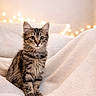 animal, blanket, cat, cozy, curious, cute, domestic_animal, fairy_lights, feline, fluffy, furry, indoors, kitten, pet, portrait, sitting, soft_texture, tabby, warm_lighting, young_cat