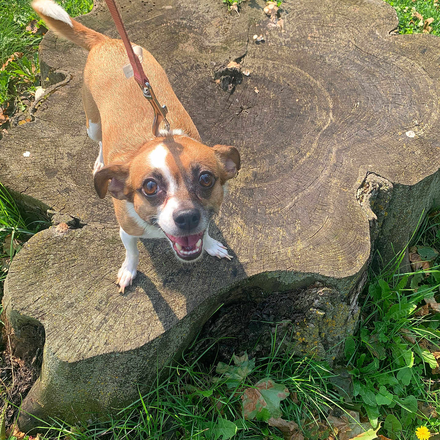 Thea joined the competition — help win amazing prizes! dog, small_dog, tree_stump, leash, grass, outdoor, sunny, happy, pet, animal, nature, greenery, smiling, looking_up, close_up, daylight, canine, ears, tail, walking