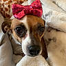 dog, pet, bow, red_bow, blanket, cozy, cute, small_dog, brown_and_white, indoors, close_up, fur, face, nose, eyes, whiskers, resting, soft_texture, comfort, animal