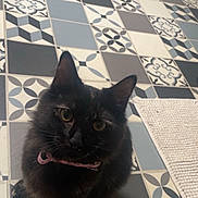 Akira a rejoint le concours — aidez-le/la à gagner de superbes lots ! cat, black_cat, pet, indoor, tiled_floor, geometric_tile, patterned_tile, blue_gray, rug, collar, pink_collar, fluffy, whiskers, sitting, looking_up, eyes, ears, tail, portrait, home_interior