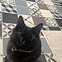 cat, black_cat, pet, indoor, tiled_floor, geometric_tile, patterned_tile, blue_gray, rug, collar, pink_collar, fluffy, whiskers, sitting, looking_up, eyes, ears, tail, portrait, home_interior