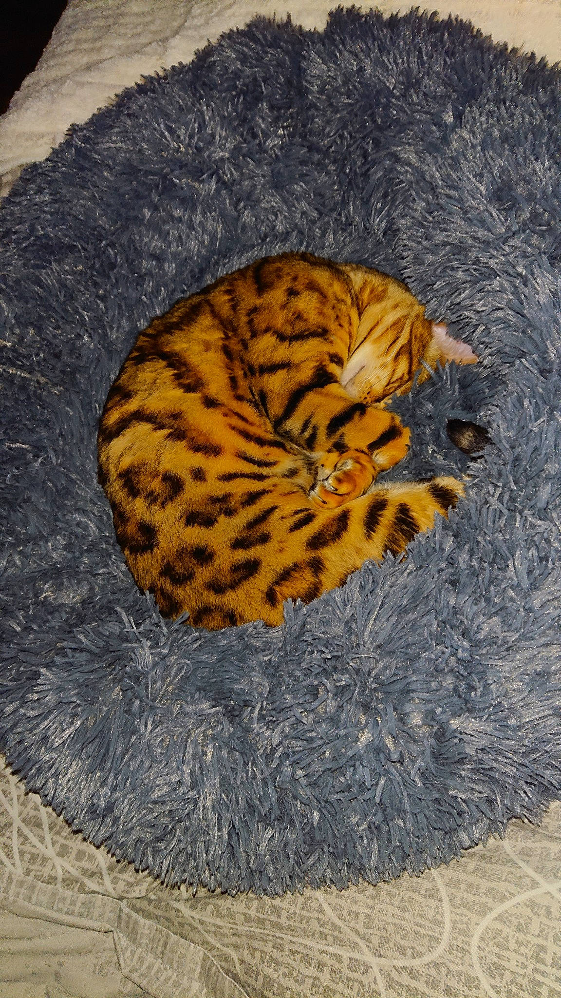 Mindy participe au concours pour gagner de l'argent avec cette photo : big_cats, carnivore, cat, felidae, fur, tail, terrestrial_animal, whiskers, wildlife