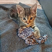 Aria a rejoint le concours — aidez-le/la à gagner de superbes lots ! kitten, tabby, cat, pet, animal, towel, fabric, indoor, cute, playful, fur, whiskers, ears, eyes, paw, resting, cozy, couch, home, young