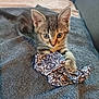kitten, tabby, cat, pet, animal, towel, fabric, indoor, cute, playful, fur, whiskers, ears, eyes, paw, resting, cozy, couch, home, young