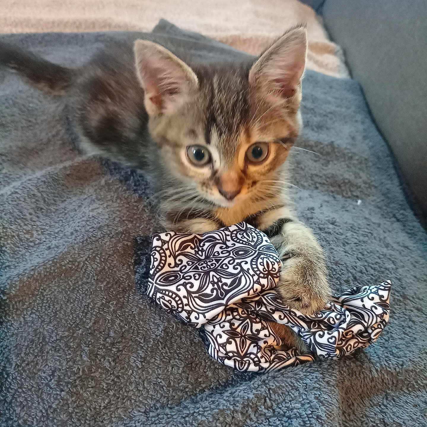 Aria a rejoint le concours — aidez-le/la à gagner de superbes lots ! animal, cat, couch, cozy, cute, ears, eyes, fabric, fur, home, indoor, kitten, paw, pet, playful, resting, tabby, towel, whiskers, young