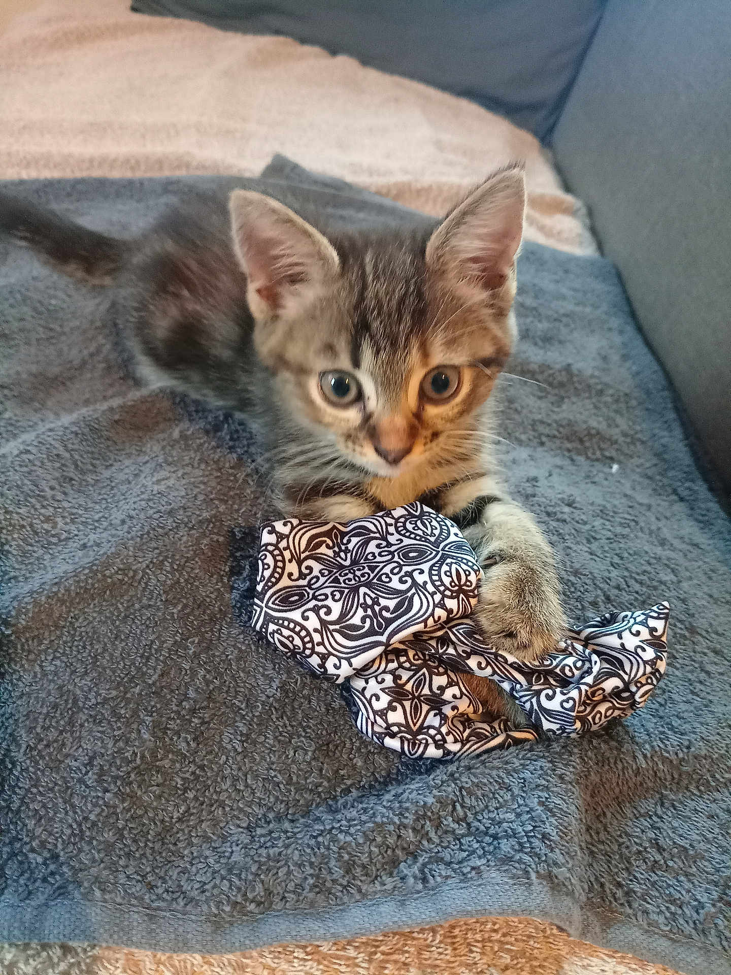 Aria a rejoint le concours — aidez-le/la à gagner de superbes lots ! kitten, tabby, cat, pet, animal, towel, fabric, indoor, cute, playful, fur, whiskers, ears, eyes, paw, resting, cozy, couch, home, young
