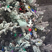 Miss Bella is registered to the contest to win money with this photo: kitten, cat, christmas_tree, holiday, ornaments, string_lights, pine_cones, frosted_branches, white_and_gray, pet, animal, portrait, wide_eyed, cute, collar, bell, heart_tag, indoors, festive, photography