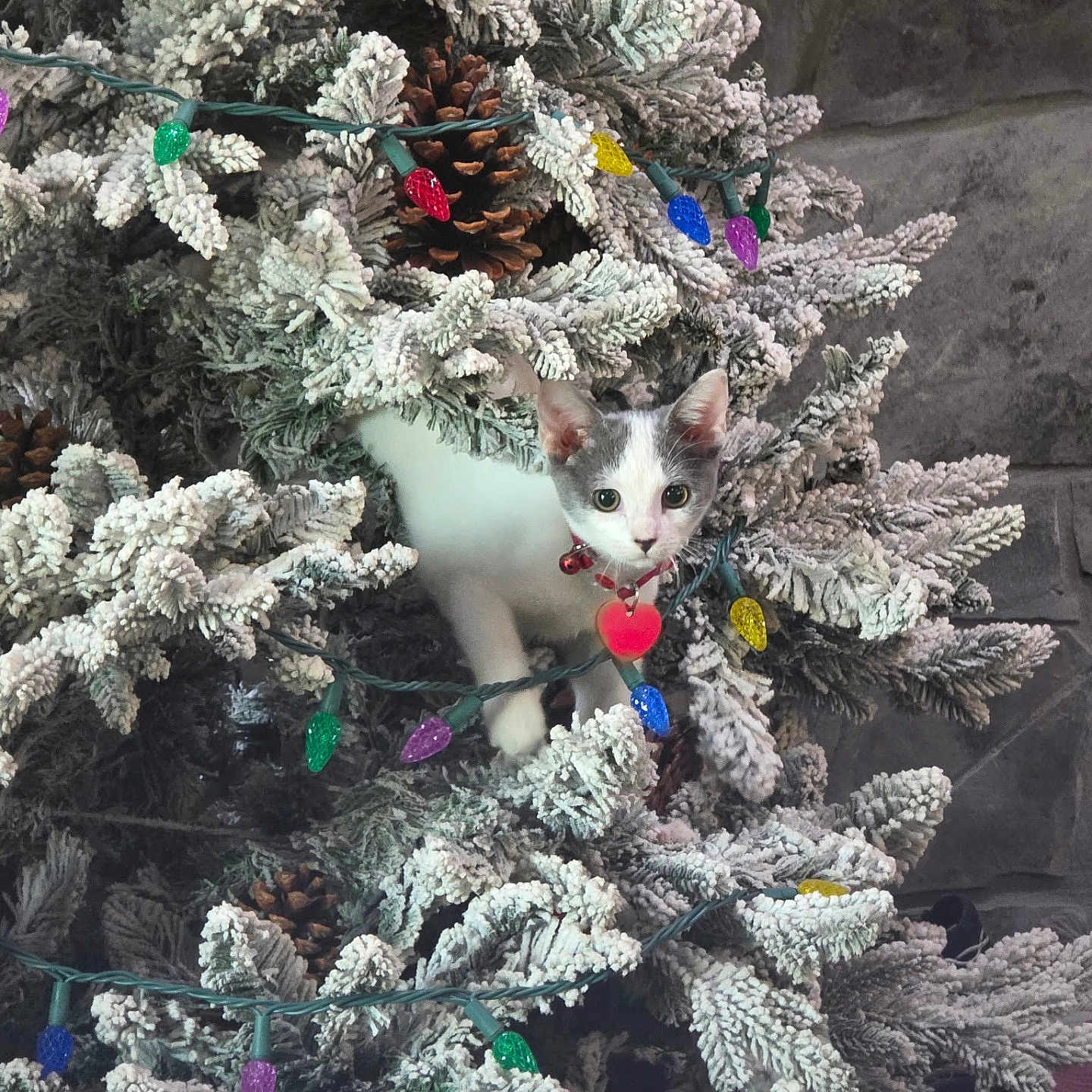Miss Bella is registered to the contest to win money with this photo: kitten, cat, christmas_tree, holiday, ornaments, string_lights, pine_cones, frosted_branches, white_and_gray, pet, animal, portrait, wide_eyed, cute, collar, bell, heart_tag, indoors, festive, photography