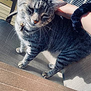 Cutie Pie is registered to the contest to win money with this photo: cat, tabby, pet, outdoor, sunlight, chair, person, hand, scrunchie, feline, striped, collar, relaxed, domestic_animal, whiskers, paw, fur, closeup, daylight, happy