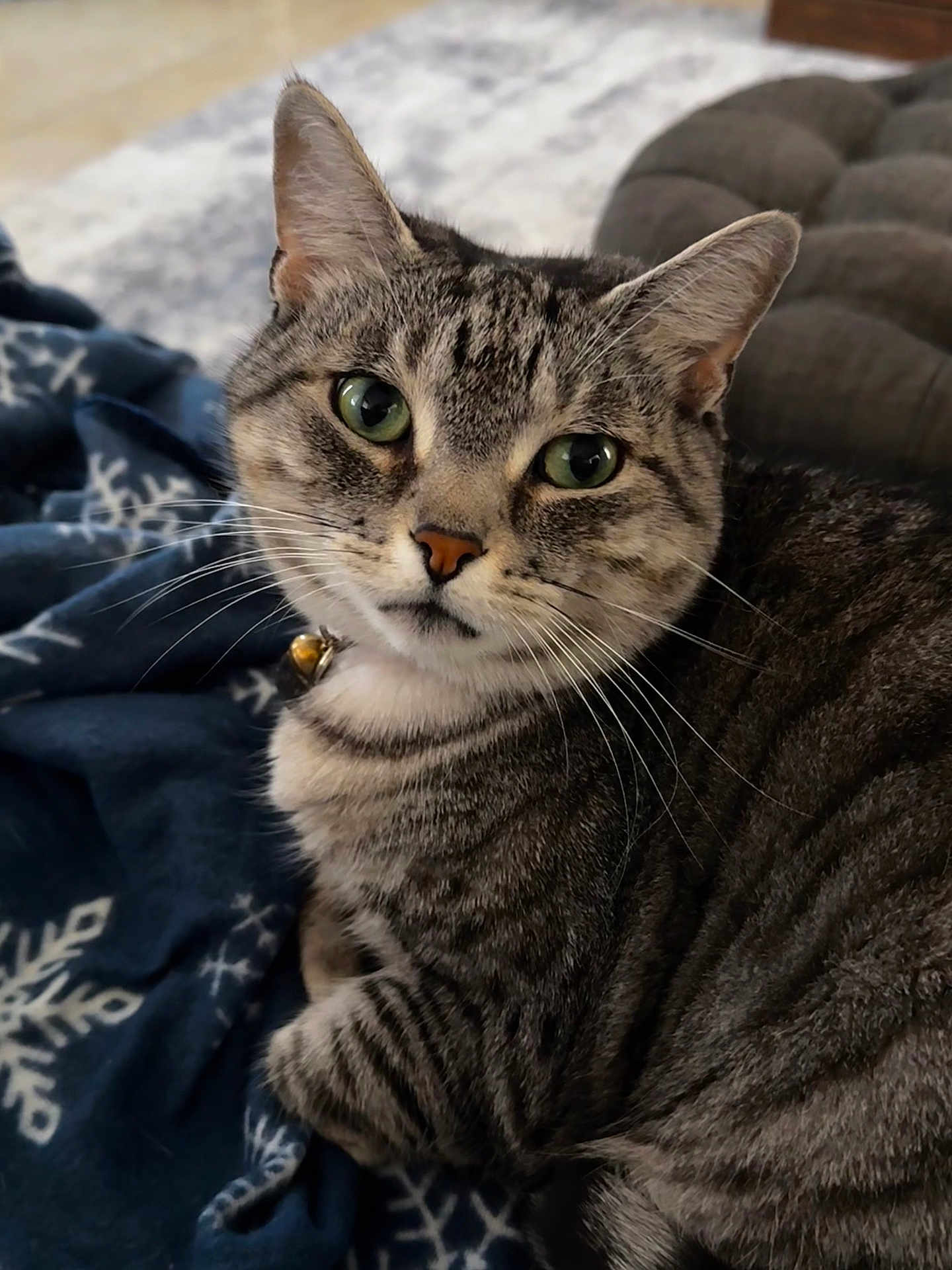 Cutie Pie is registered to the contest to win money with this photo: cat, tabby, green_eyes, whiskers, fur, pet, animal, domestic_cat, blanket, snowflake_pattern, blue_blanket, indoor, cozy, relaxed, close_up, cute, feline, collar, plush_cushion, resting