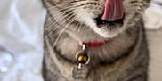 Cutie Pie is registered to the contest to win money with this photo: cat, tabby, animal, pet, tongue, collar, bell, indoor, bed, white_sheets, closeup, whiskers, ears, feline, striped, cute, domestic_cat, fur, sitting, blurred_background
