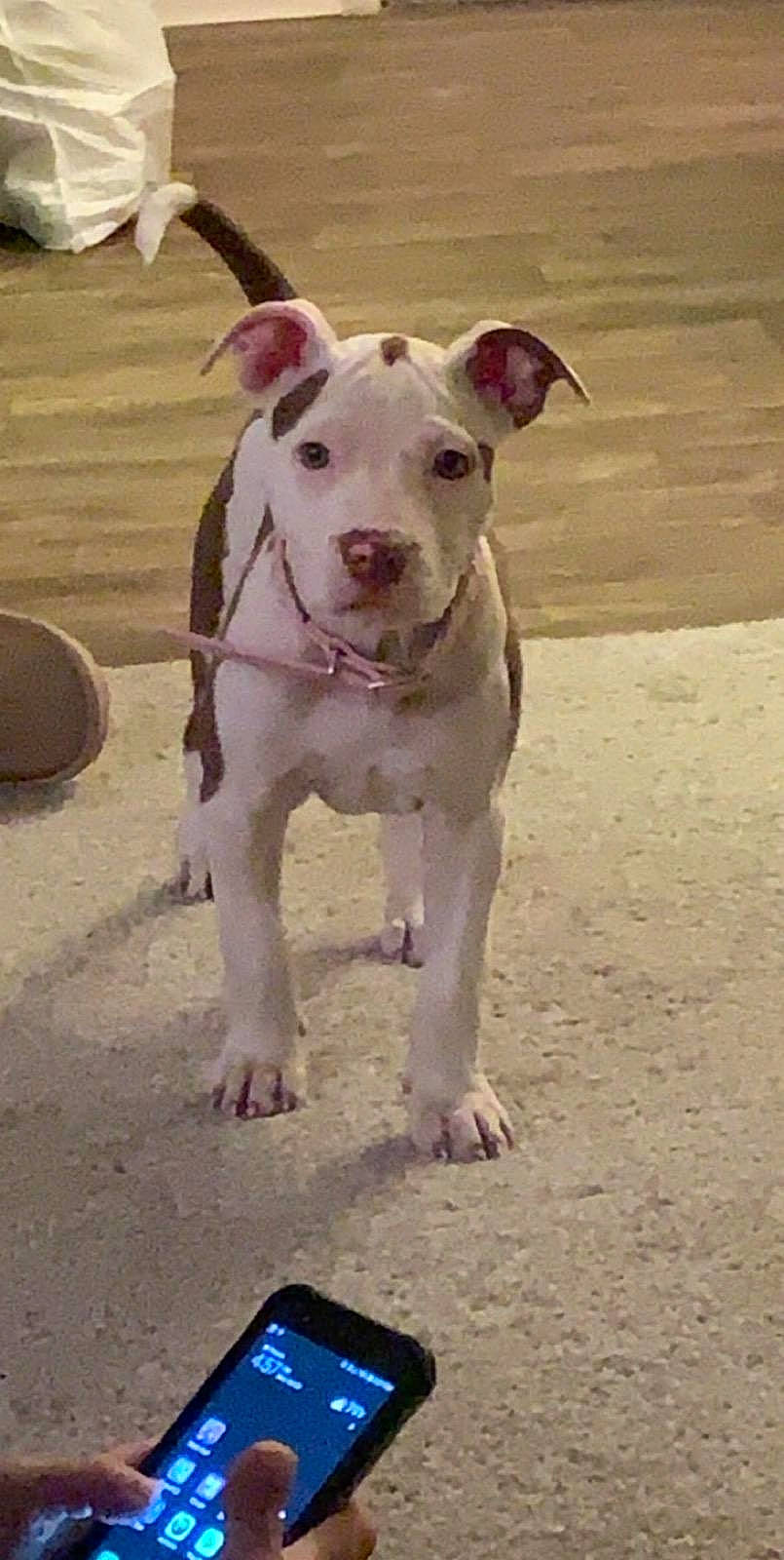 Roczie joined the competition — help win amazing prizes! american_bulldog, american_pit_bull_terrier, bull_and_terrier, bully_kutta, canidae, carnivore, cordoba_fighting_dog, dog, dog_breed, dogo_guatemalteco, fawn, gull_terr, mammal, non_sporting_group, old_english_terrier, pit_bull, rare_breed_dog, snout, tail, vertebrate