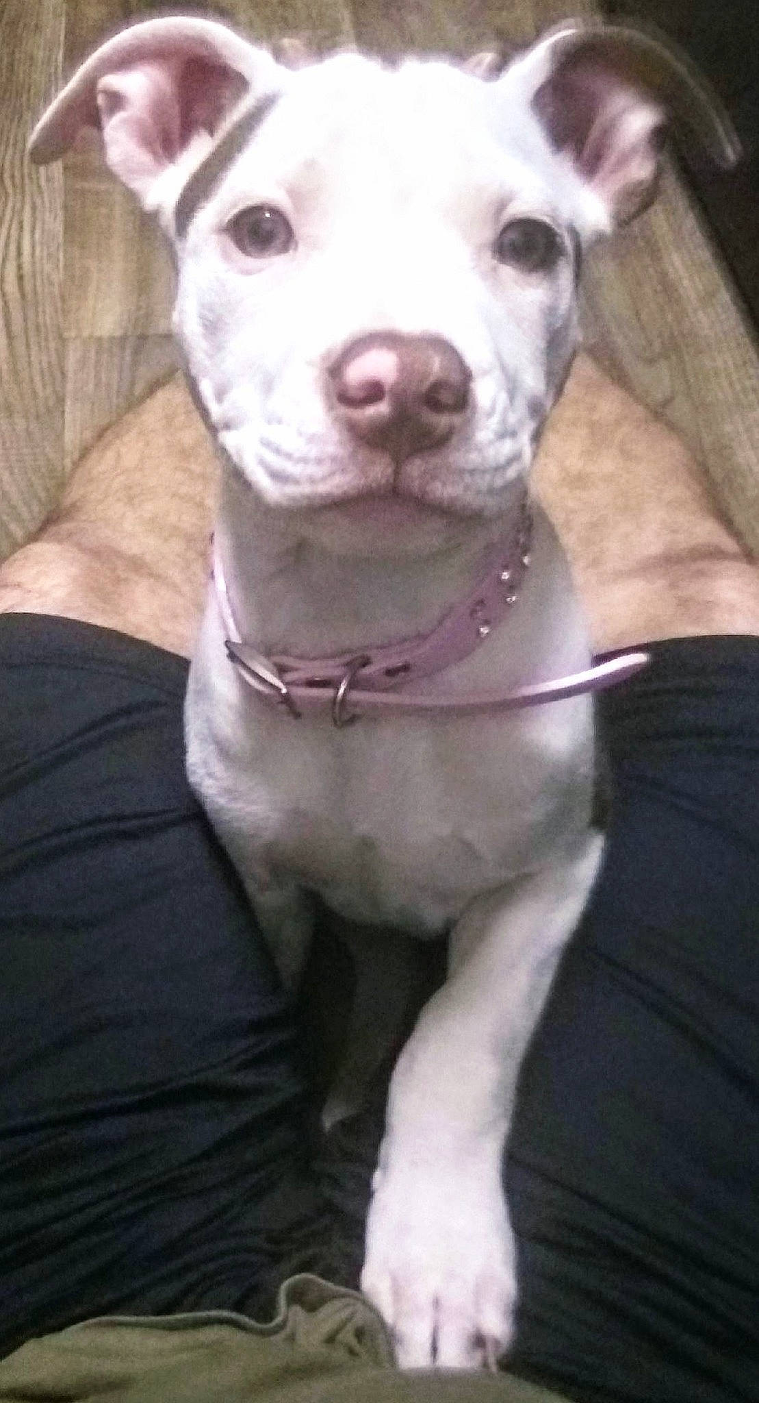 Roczie joined the competition — help win amazing prizes! american_pit_bull_terrier, canidae, carnivore, dog, dog_breed, dogo_argentino, ear, fawn, mammal, non_sporting_group, nose, pit_bull, puppy, rare_breed_dog, snout, vertebrate