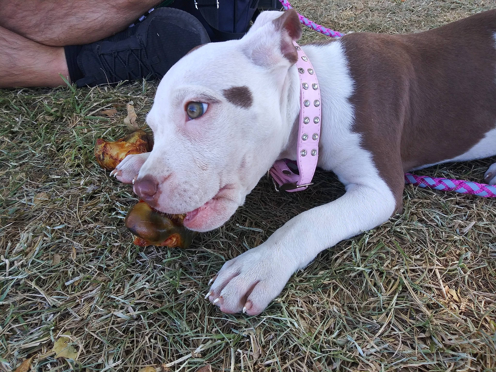 Roczie joined the competition — help win amazing prizes! american_pit_bull_terrier, american_staffordshire_terrier, bull_and_terrier, bull_terrier, bull_terrier_miniature, canidae, carnivore, dog, dog_breed, ear, fawn, grass, mammal, non_sporting_group, nose, old_english_terrier, pit_bull, rare_breed_dog, snout, vertebrate