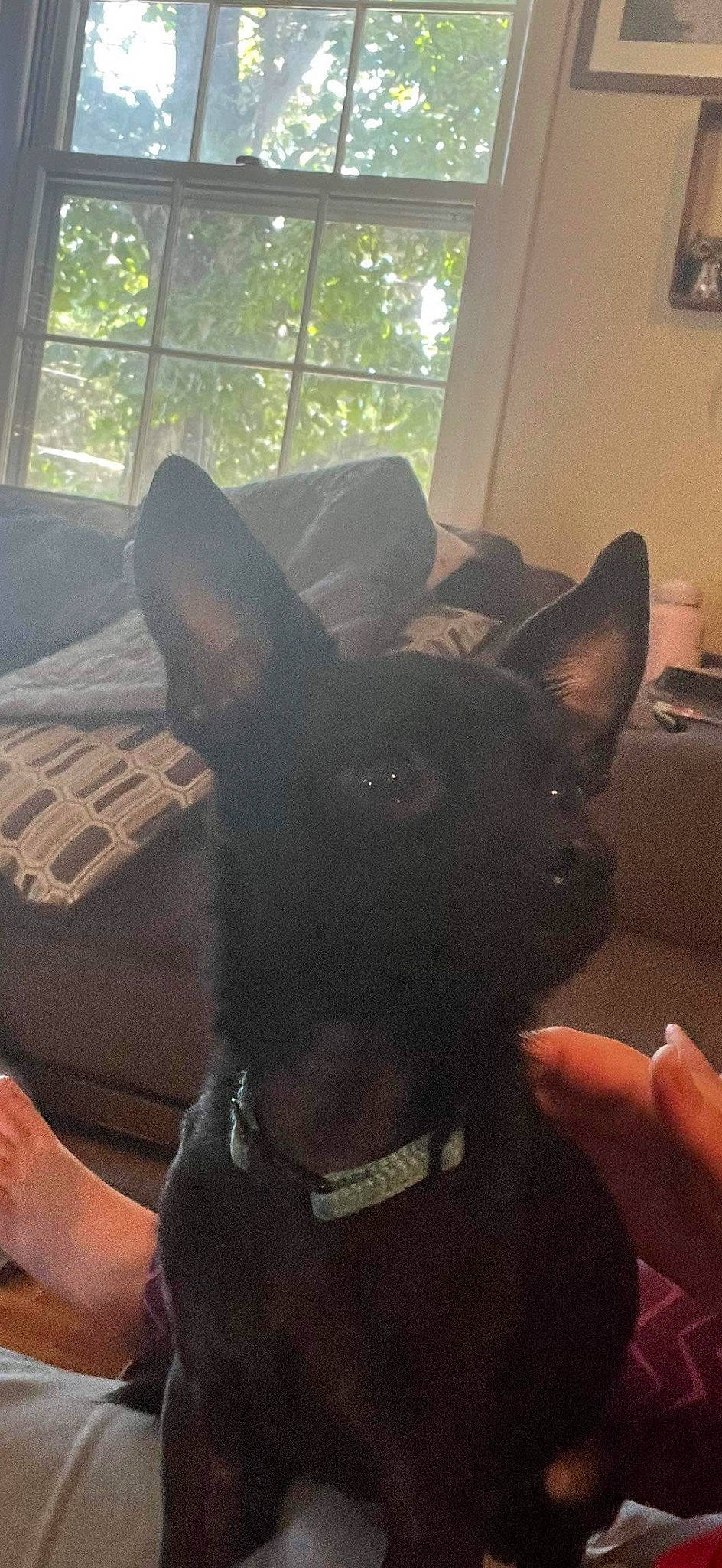 Scooter is registered to the contest to win money with this photo: canidae, carnivore, collar, companion_dog, dog, dog_breed, dog_collar, ear, fawn, fur, guard_dog, party_hat, snout, sporting_group, tail, toy_dog, tree, whiskers, window, working_animal