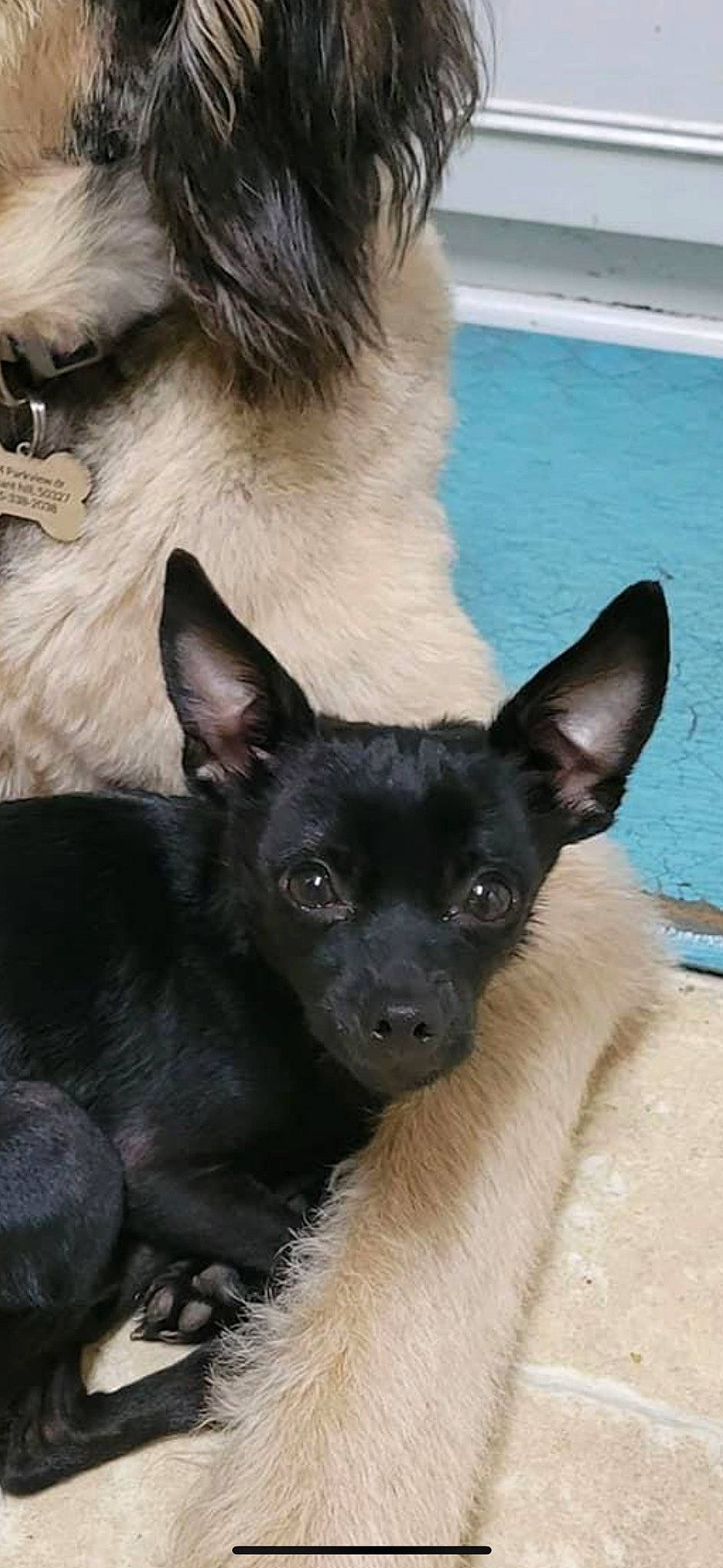 Scooter joined the competition — help win amazing prizes! canidae, carnivore, companion_dog, dog, dog_breed, ear, eye, fawn, fur, head, non_sporting_group, snout, sporting_group, terrestrial_animal, toy_dog, water, whiskers, working_animal