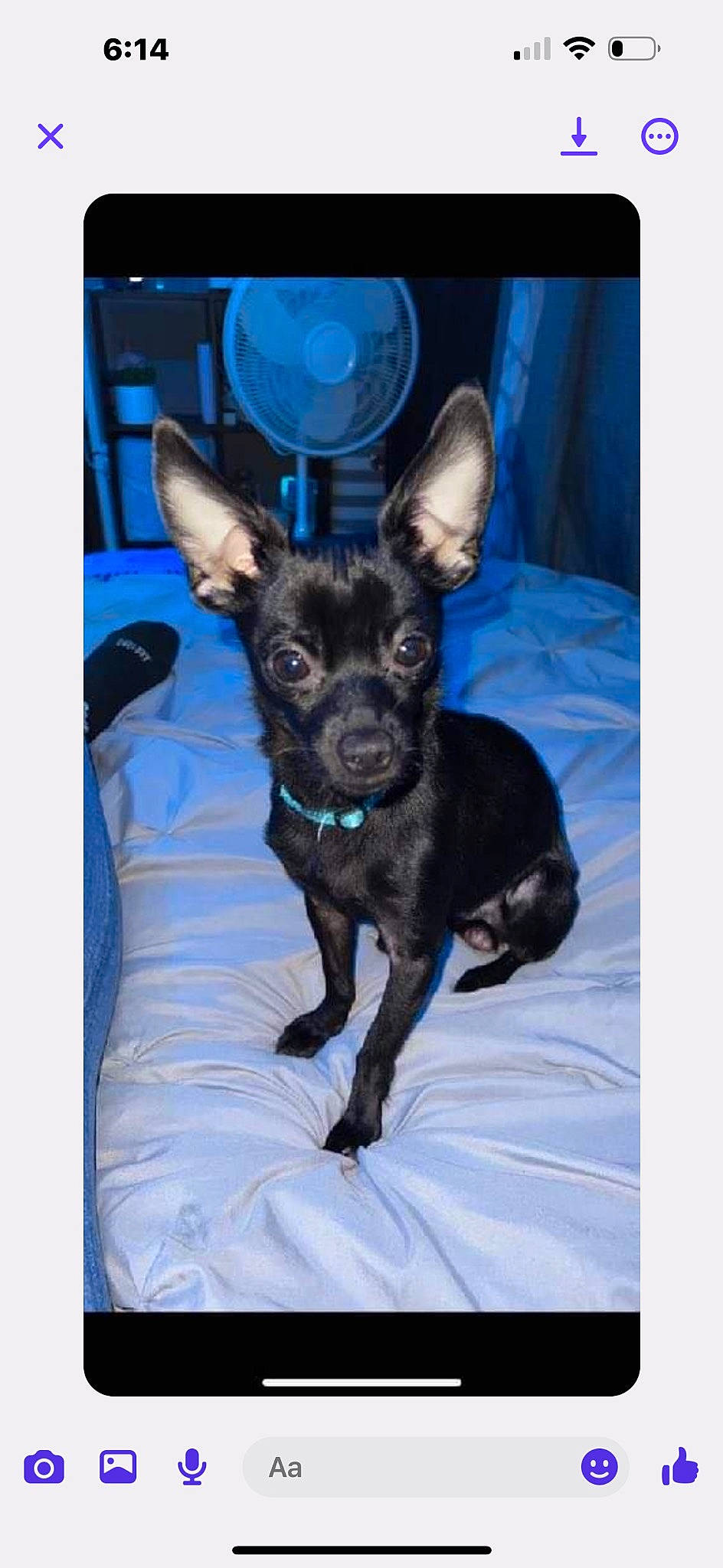 Scooter joined the competition — help win amazing prizes! canidae, carnivore, chihuahua, comfort, companion_dog, dog, dog_breed, dog_supply, ear, electric_blue, fawn, fur, non_sporting_group, paw, puppy, snout, sporting_group, toy_dog, whiskers, working_animal