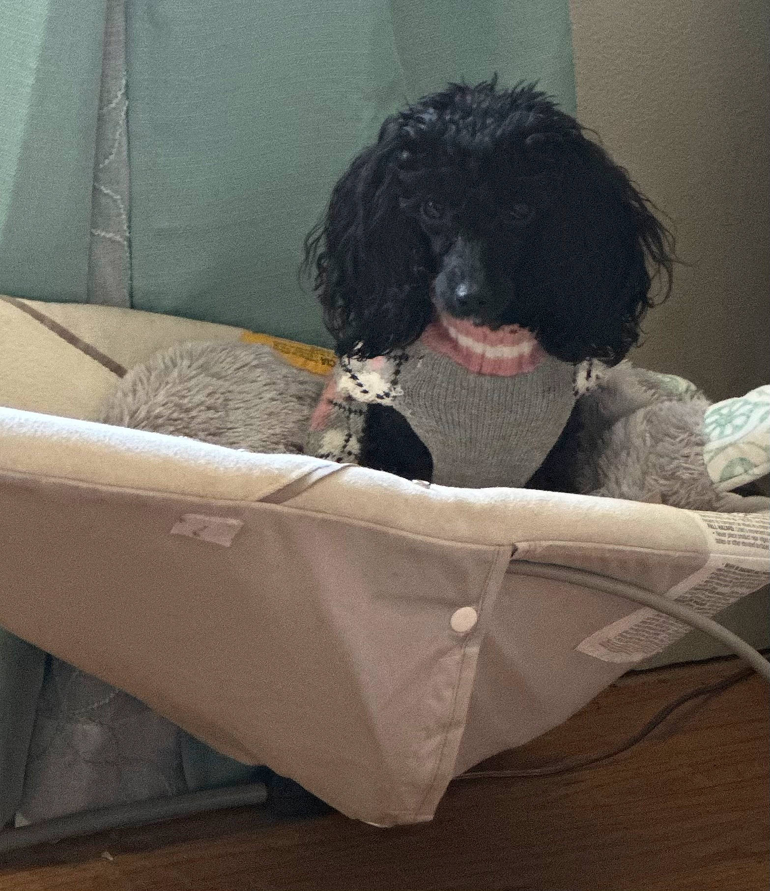 Pippin joined the competition — help win amazing prizes! canidae, carnivore, comfort, companion_dog, couch, dog, dog_breed, dog_supply, fur, labradoodle, linens, liver, pet_supply, poodle, room, snout, sporting_group, toy_dog, water_dog, working_animal