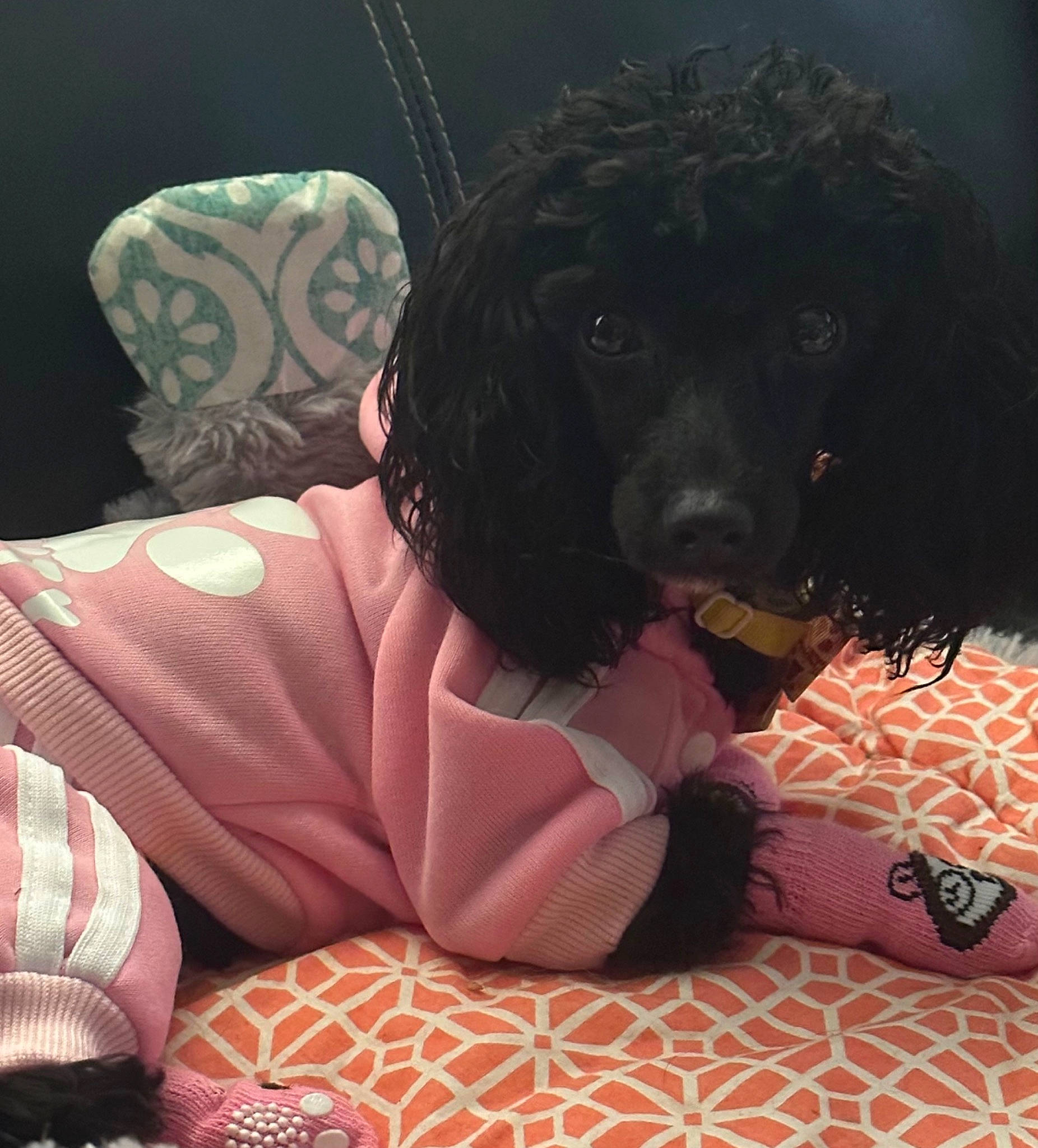 Pippin joined the competition — help win amazing prizes! bed, carnivore, cocker_spaniel, collar, comfort, companion_dog, dog, dog_breed, dog_clothes, dog_collar, dog_supply, fur, guard_dog, linens, pattern, pillow, spaniel, toy_dog, water_dog, working_animal