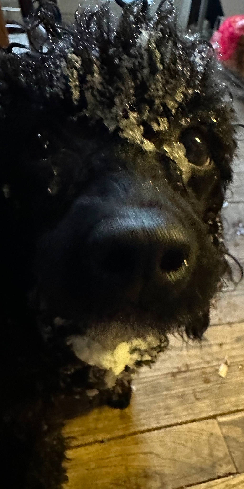 Pippin joined the competition — help win amazing prizes! bear, bovine, canidae, carnivore, dog_breed, eye, fur, livestock, reflection, shadow, snout, soil, sporting_group, terrestrial_animal, tree, trunk, water, wildlife, wood, working_animal