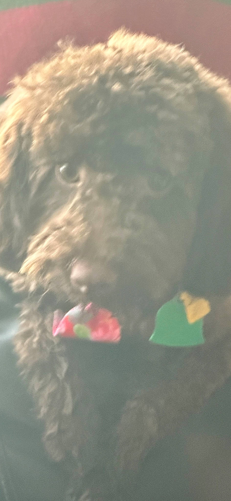 Oliver joined the competition — help win amazing prizes! beak, carnivore, companion_dog, dog, dog_breed, fur, labradoodle, liver, non_sporting_group, petal, plant, poodle_crossbreed, snout, sporting_group, tail, teddy_bear, terrier, toy, toy_dog, wing
