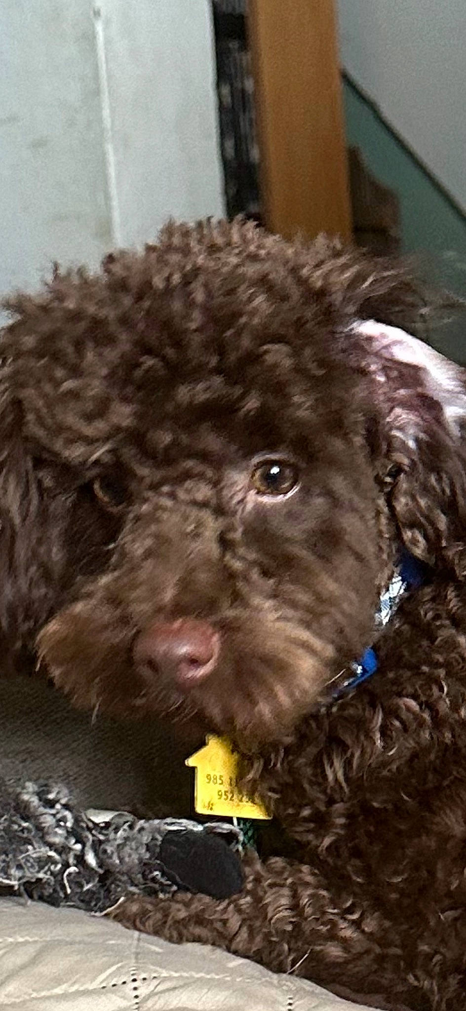 Oliver is registered to the contest to win money with this photo: canidae, carnivore, companion_dog, dog, dog_breed, fur, labradoodle, liver, maltepoo, non_sporting_group, poodle, poodle_crossbreed, snout, sporting_group, standard_poodle, terrestrial_animal, terrier, toy_dog, water_dog, working_animal