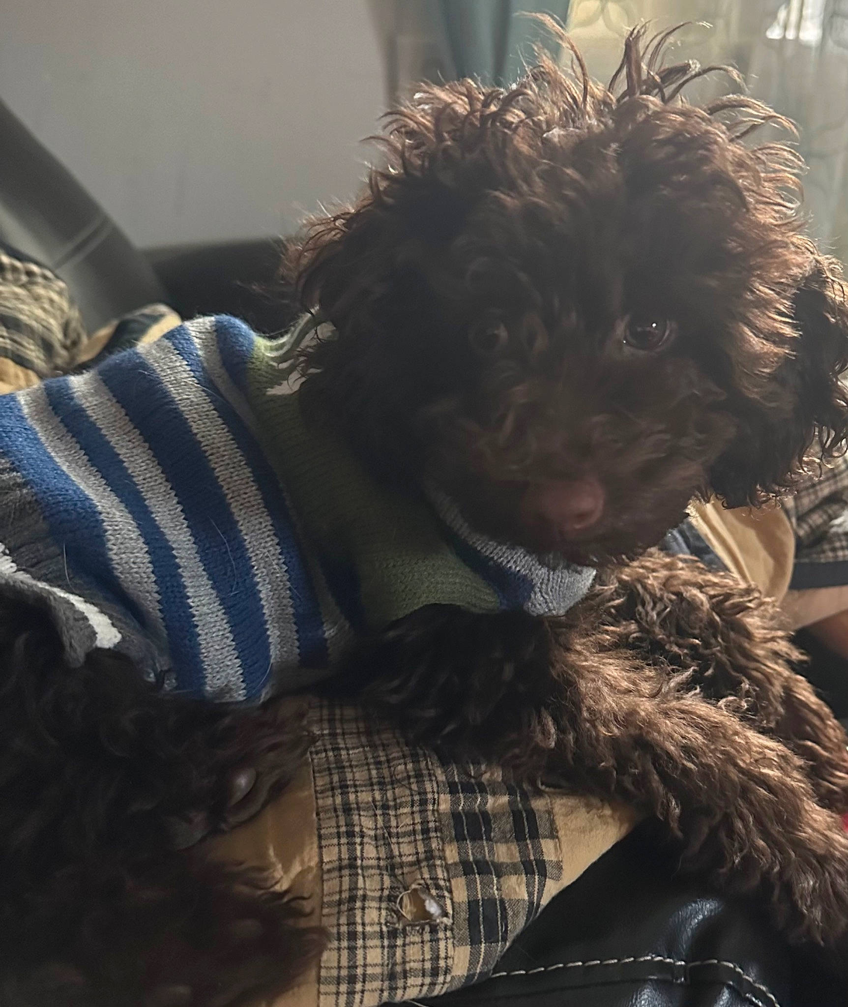 Oliver is registered to the contest to win money with this photo: canidae, carnivore, comfort, companion_dog, dog, dog_breed, fur, pattern, plaid, poodle, selfie, small_terrier, snout, sporting_group, tartan, terrier, textile, toy_dog, water_dog, working_animal