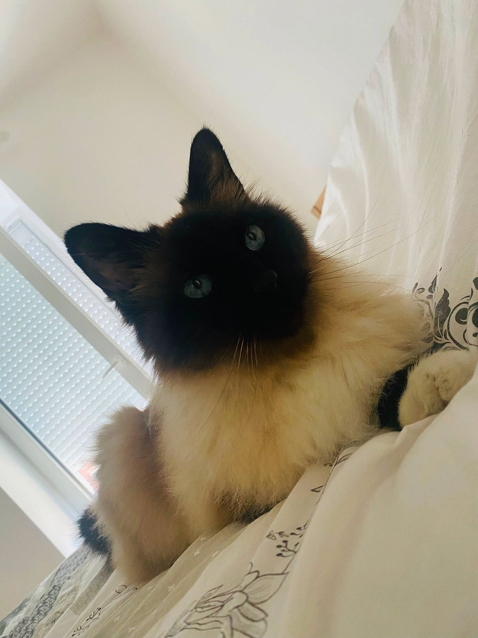Fortune a rejoint le concours — aidez-le/la à gagner de superbes lots ! balinese, birman, carnivore, cat, comfort, fawn, felidae, fur, hardwood, siamese, small_to_medium_sized_cats, snout, tail, thai, whiskers