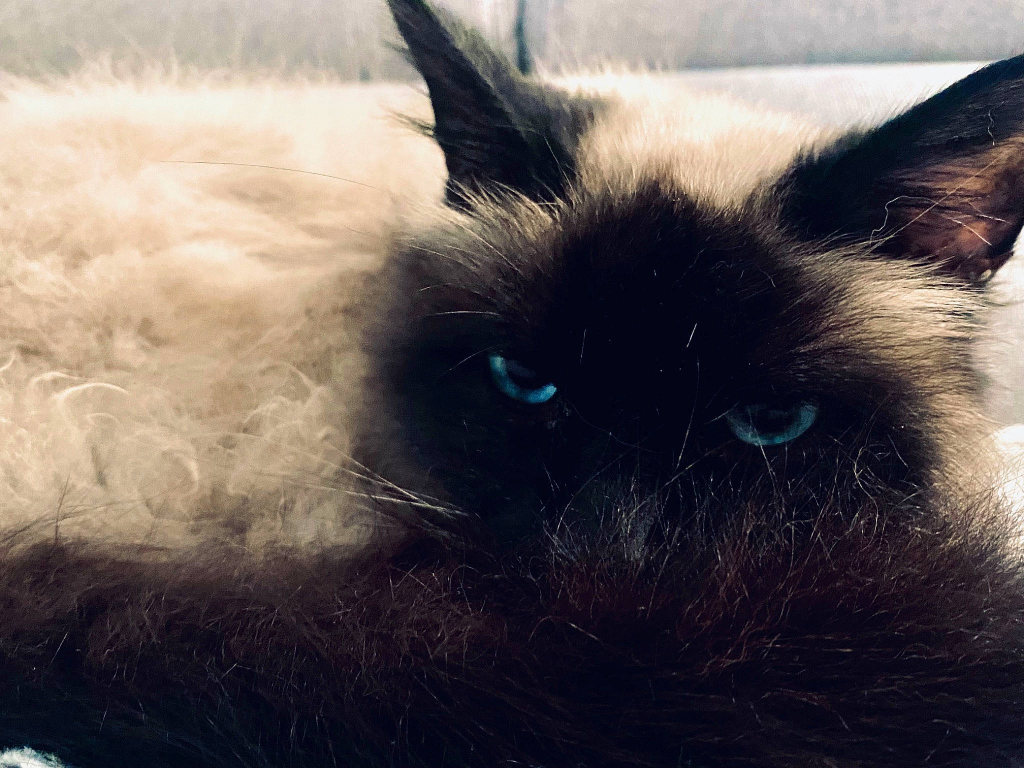 Fortune participe au concours pour gagner de l'argent avec cette photo : carnivore, cat, comfort, electric_blue, felidae, foot, fur, grass, paw, small_to_medium_sized_cats, snout, square, tail, terrestrial_animal, whiskers, window