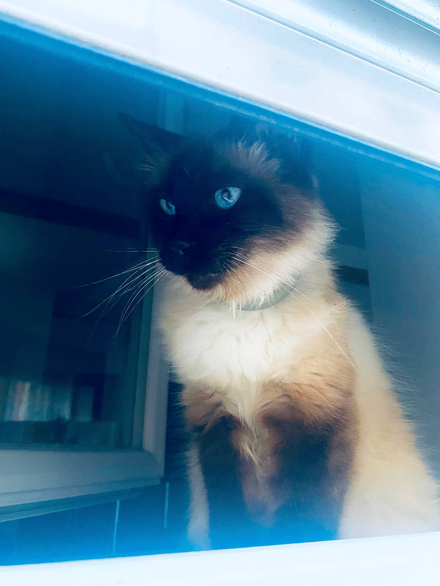 Fortune a rejoint le concours — aidez-le/la à gagner de superbes lots ! carnivore, cat, domestic_short_haired_cat, door, electric_blue, felidae, fur, iris, paw, rectangle, room, siamese, small_to_medium_sized_cats, snout, square, tail, thai, tints_and_shades, whiskers, window