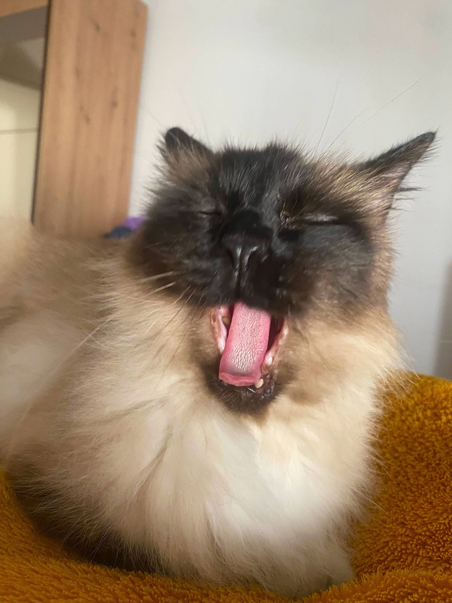 Fortune a rejoint le concours — aidez-le/la à gagner de superbes lots ! birman, carnivore, cat, fawn, felidae, fur, natural_material, siamese, small_to_medium_sized_cats, snout, whiskers