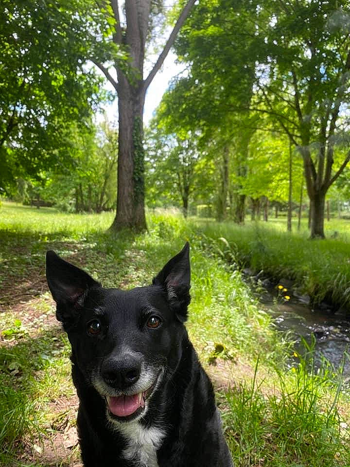 Diva a rejoint le concours — aidez-le/la à gagner de superbes lots ! canidae, carnivore, dog, dog_breed, forest, grass, green, groundcover, herding_dog, natural_landscape, plant, shrub, snout, sporting_group, tail, tree, trunk, woodland, working_animal, working_dog