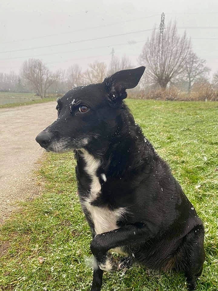 Diva participe au concours pour gagner de l'argent avec cette photo : borador, canidae, carnivore, collar, companion_dog, dog, dog_breed, dog_collar, fur, grass, plant, sky, snout, sporting_group, tail, terrestrial_animal, tree, whiskers, working_animal, working_dog