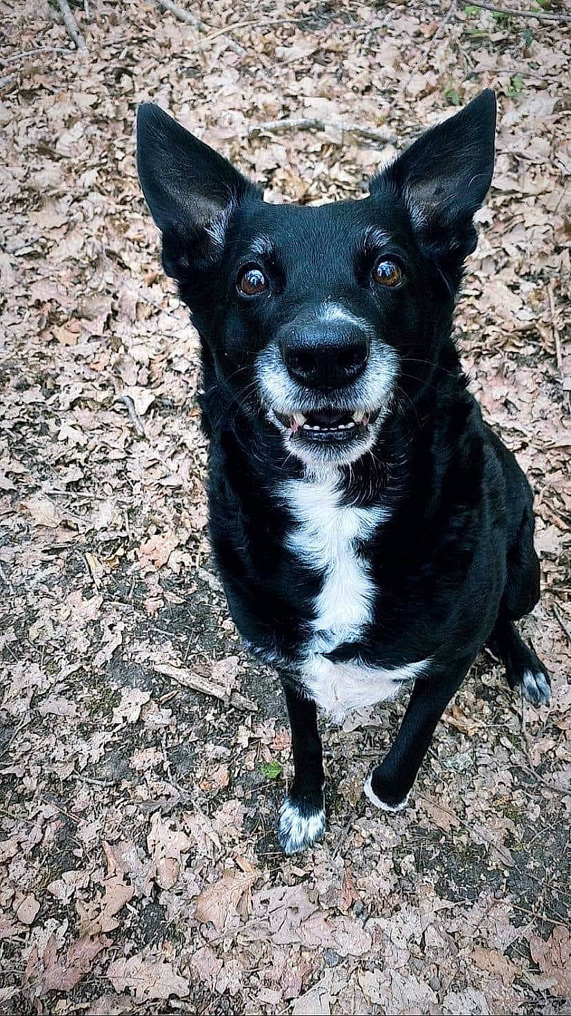 Diva participe au concours pour gagner de l'argent avec cette photo : canidae, carnivore, collar, companion_dog, dog, dog_breed, dog_collar, electric_blue, fur, hunting_dog, non_sporting_group, sculpture, snout, sporting_group, tail, terrestrial_animal, whiskers, working_animal, working_dog