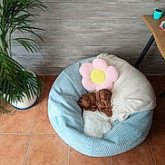 Choco a rejoint le concours — aidez-le/la à gagner de superbes lots ! blanket, brown_dog, cozy, decor, dog, flower_pillow, furniture, home, indoor, pet_bed, plant, pot, potted_plant, puppy, relaxing, resting, small_dog, table, tile_floor, wooden_wall