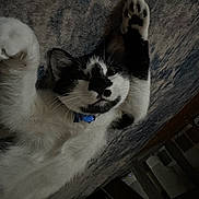Pablo Emilio joined the competition — help win amazing prizes! cat, black_and_white, pet, fur, whiskers, paws, collar, indoor, carpet, playful, cute, animal, feline, relaxed, lying_down, home, curious, closeup, resting, soft