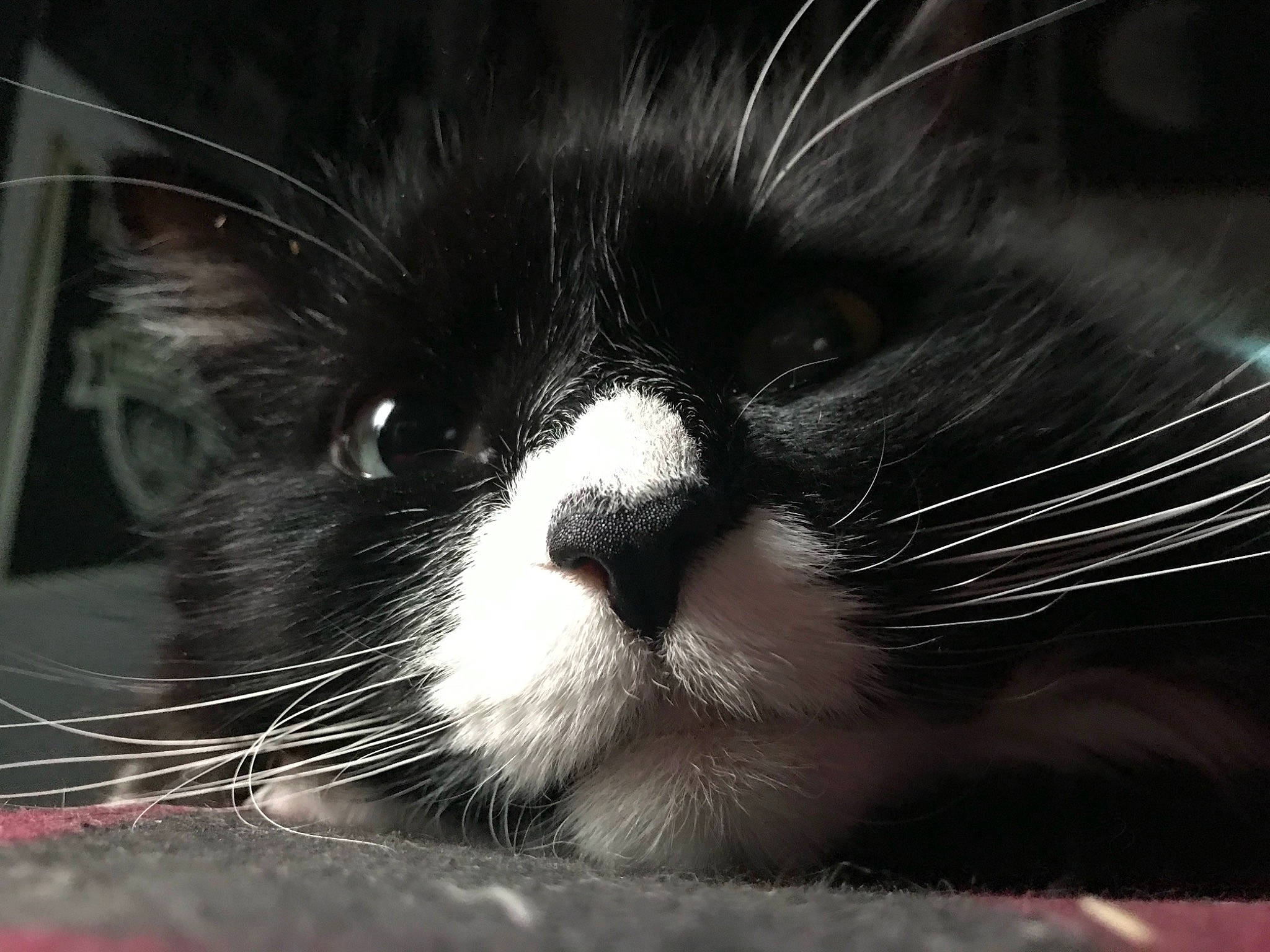 Kyung joined the competition — help win amazing prizes! carnivore, cat, comfort, darkness, domestic_short_haired_cat, felidae, fur, monochrome, monochrome_photography, small_to_medium_sized_cats, snout, terrestrial_animal, whiskers